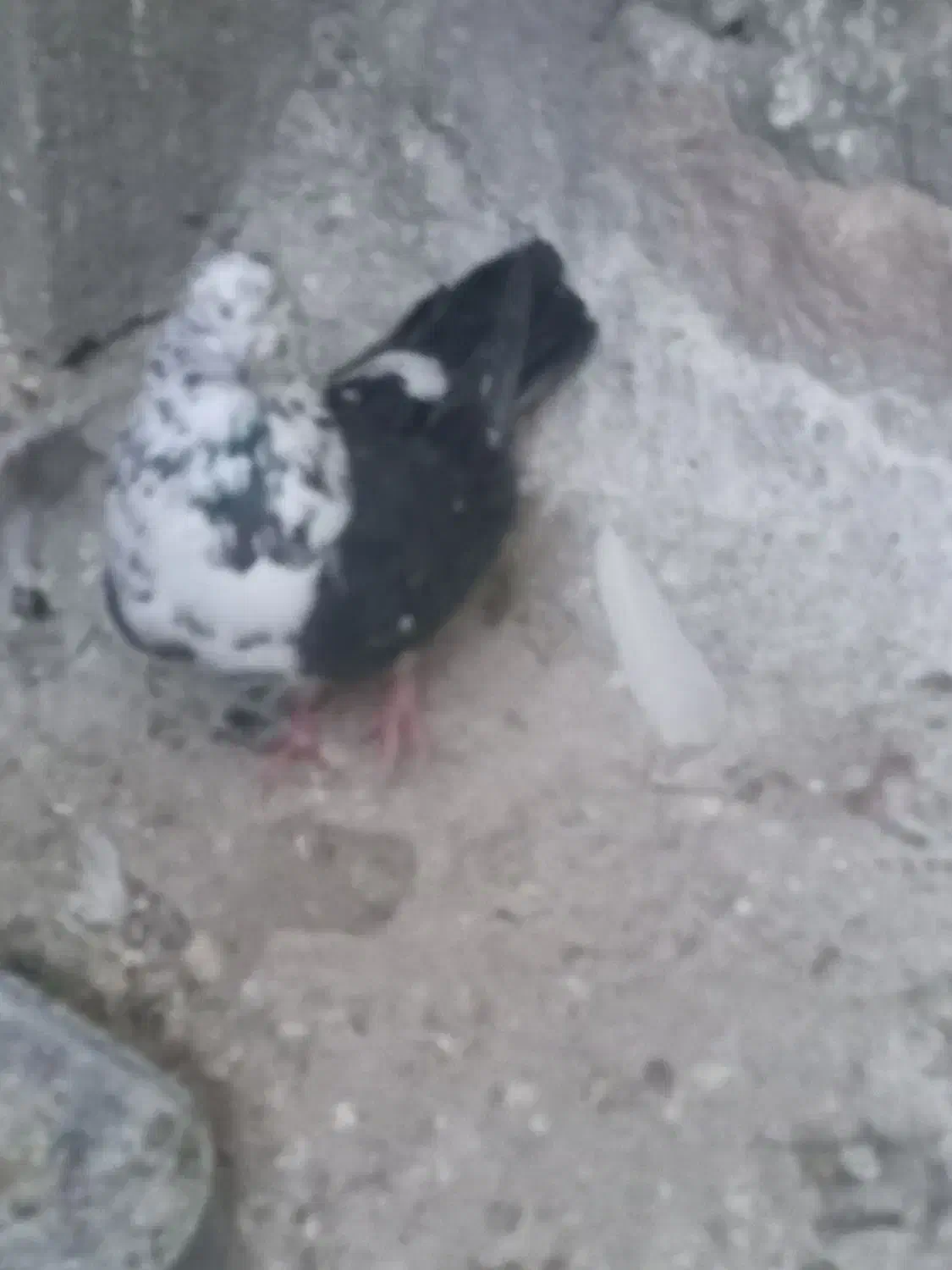 نر سوسکی نوک ریز کله پفکی|پرنده|بیستون, |دیوار