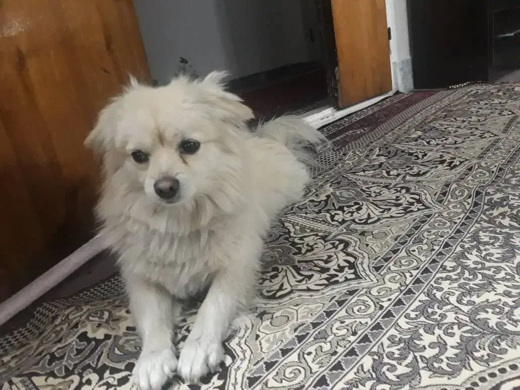 سگ پاکوتاه طرفای هنرستان گمشده|سگ|زنجان, |دیوار