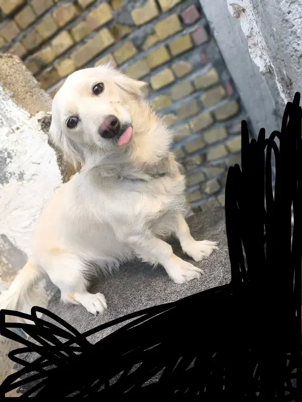 فروشی|سگ|کرمان, |دیوار