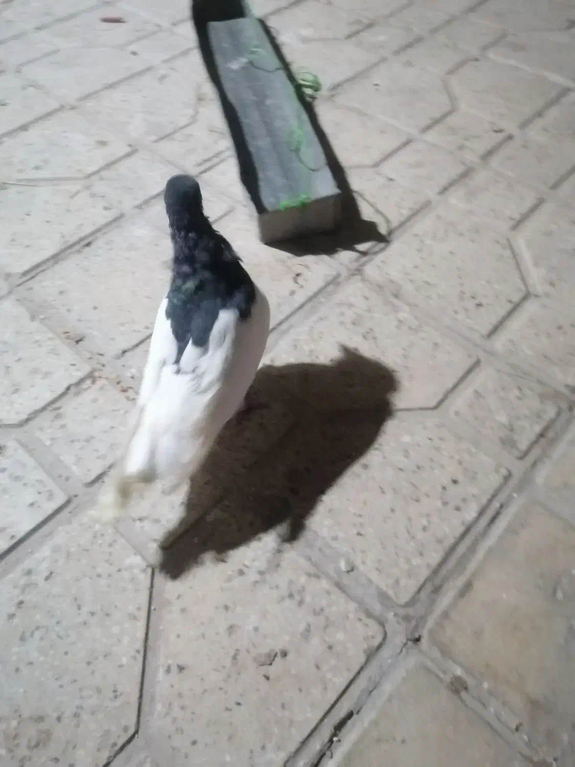 کبوتر|پرنده|شیراز, احمدی جنوبی|دیوار