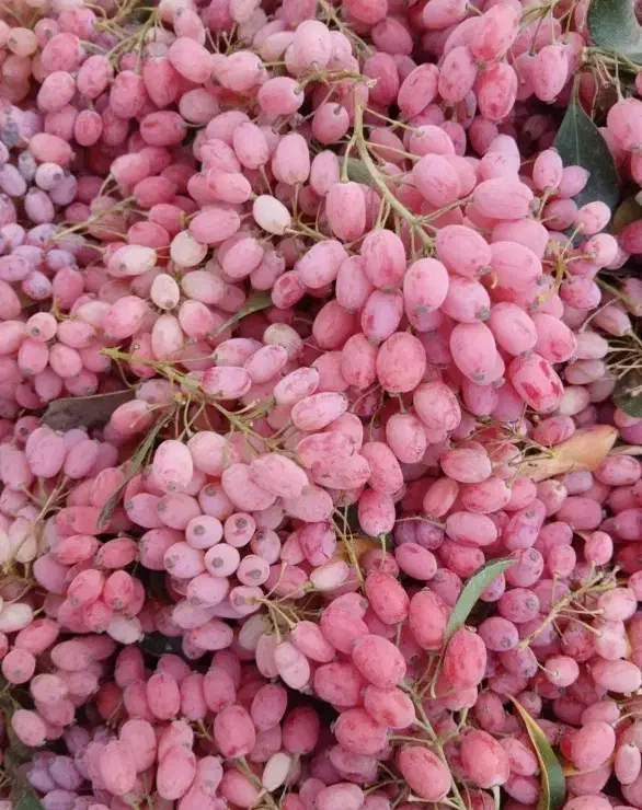 زرشک تازه|خوردنی و آشامیدنی|یزد, |دیوار