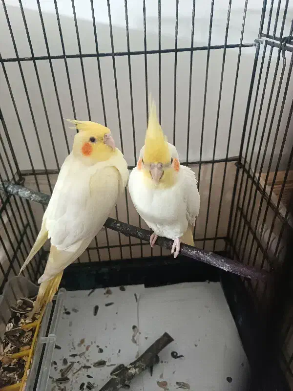 طوطی عروس|پرنده|بابکان, |دیوار