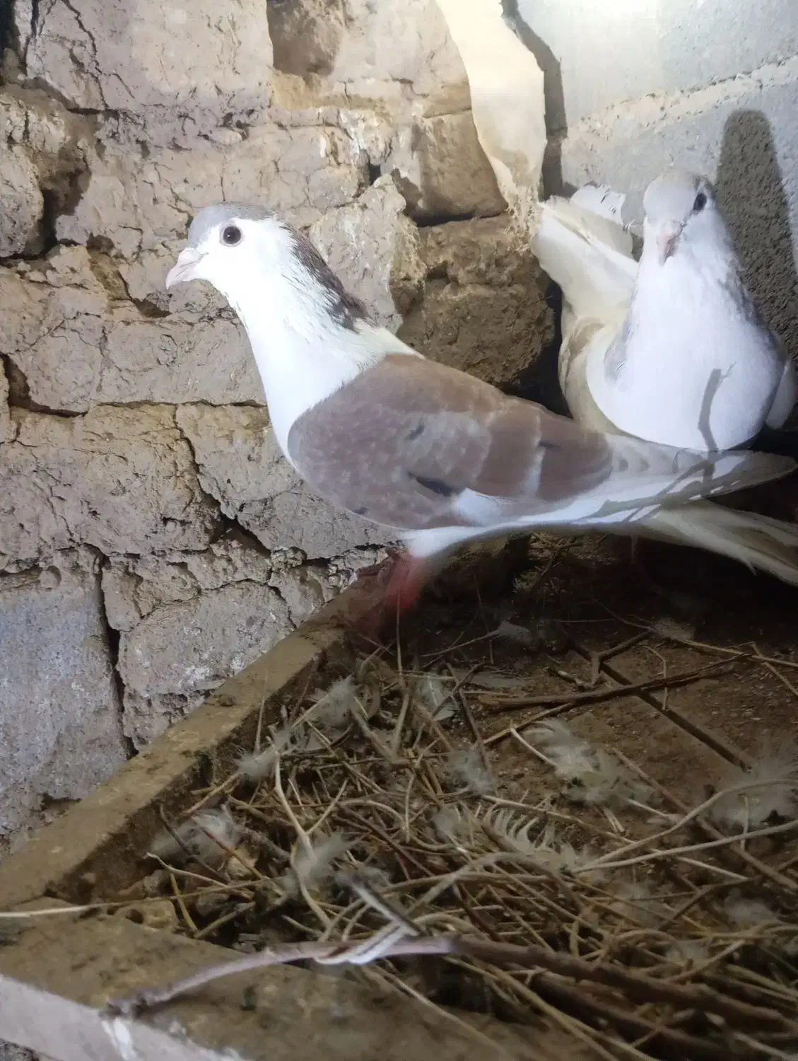 کفترساده لای|پرنده|شیروان (خراسان), |دیوار
