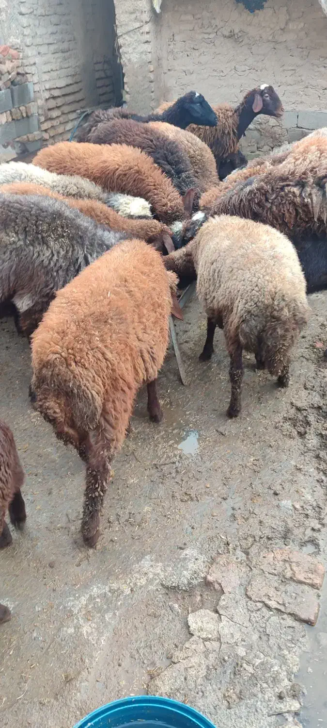 گوسفند و بره سالم واکسن خورده|حیوانات مزرعه|گرگان, |دیوار