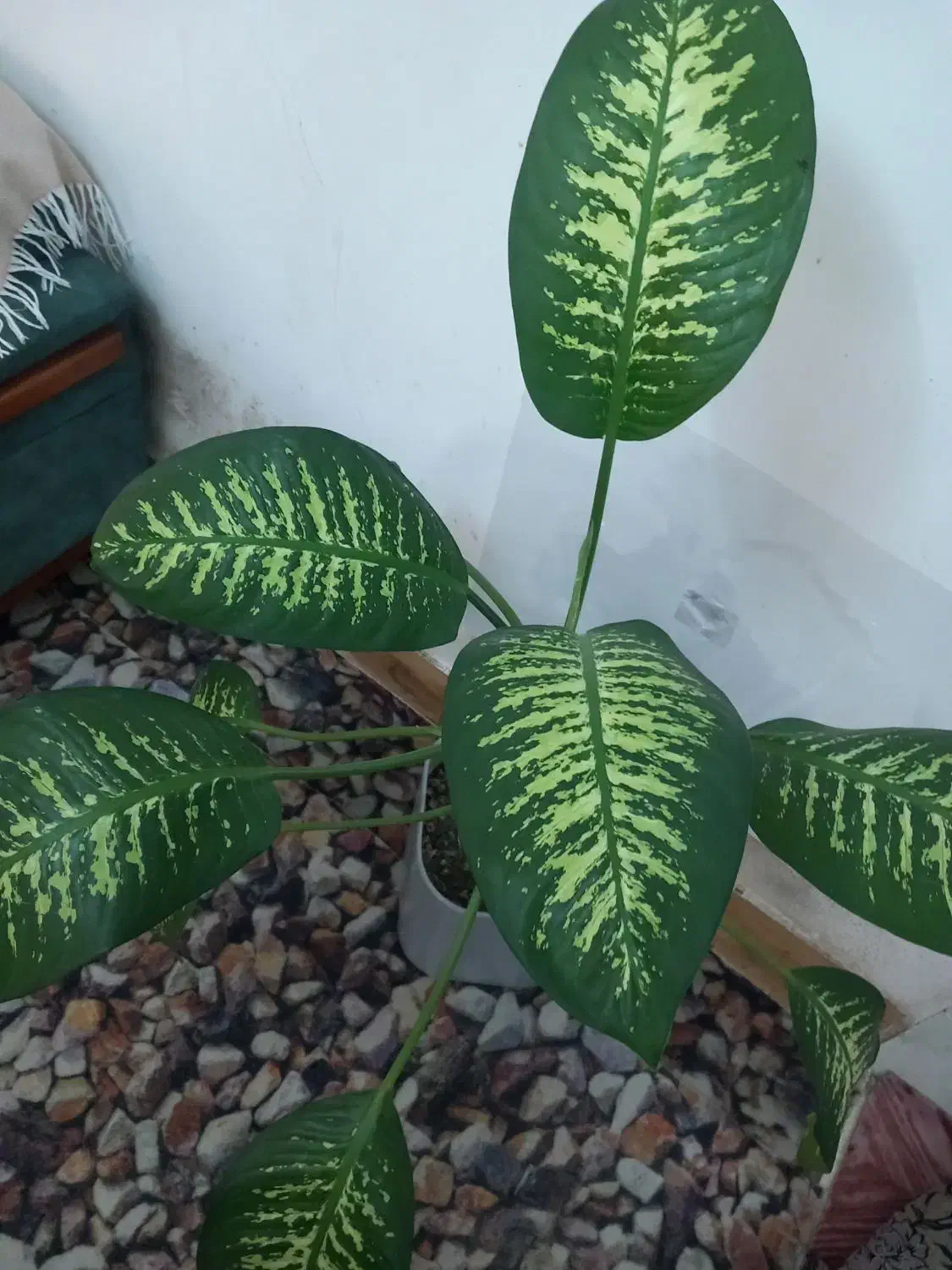 گل وگیاه|گل و گیاه طبیعی|کردکوی, |دیوار