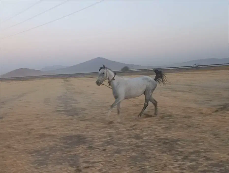 مادیان آبستن|اسب و تجهیزات اسب‌سواری|ازنا, |دیوار