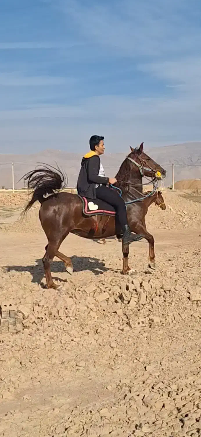 مادیون الماس|اسب و تجهیزات اسبسواری|مرودشت, تامین اجتماعی|دیوار