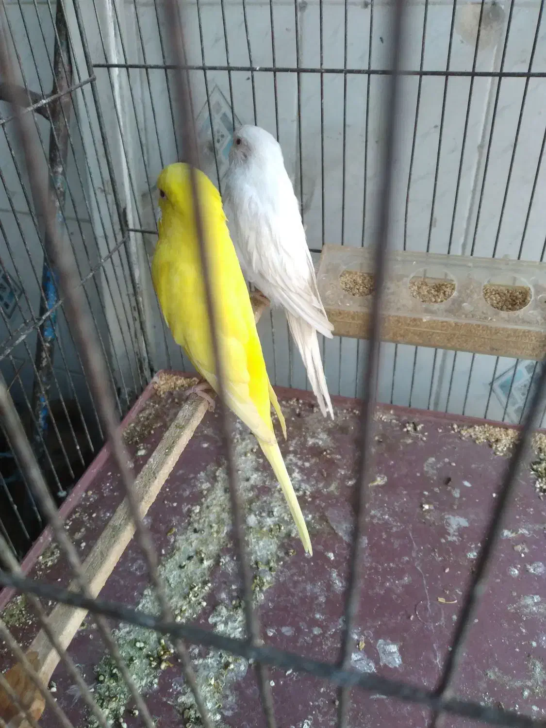 مرغ عشق هلندی|پرنده|مسجد سلیمان, |دیوار