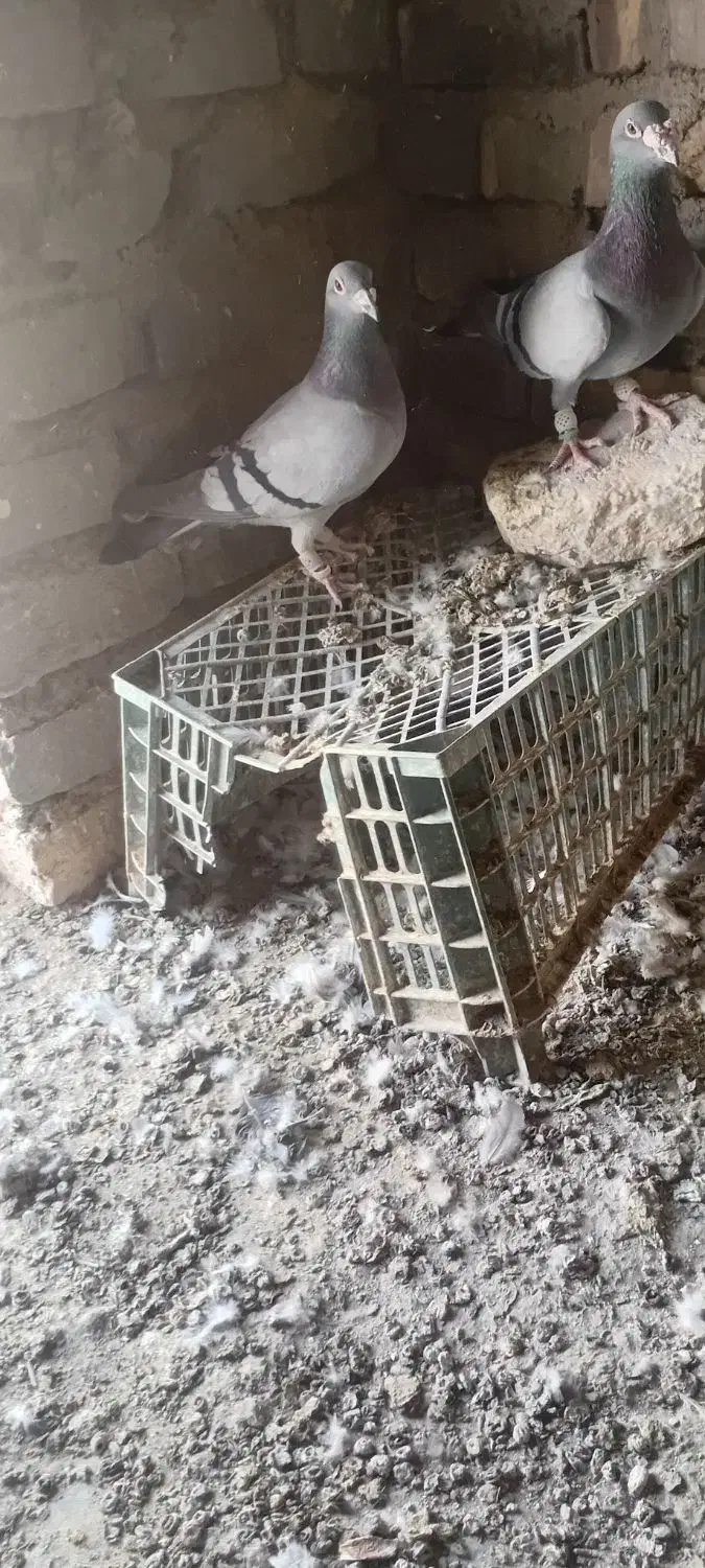 کفتر فروشی نرماده سبز با ماده زاغ نوک سفید پرشی|پرنده|صابری, |دیوار