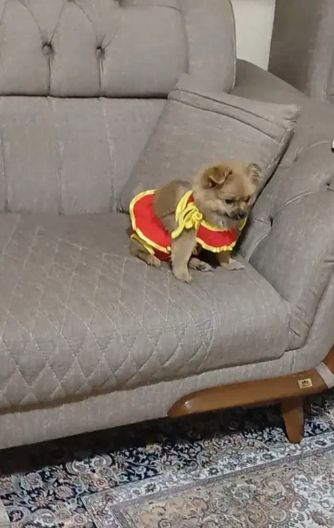 پامرین|سگ|کرج, اصفهانی‌ها|دیوار