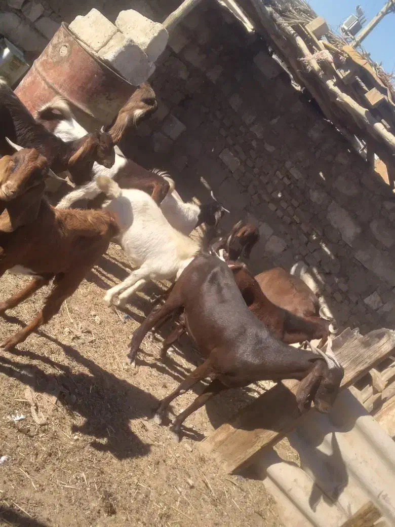 خرمشهر|حیوانات مزرعه|باوی, |دیوار