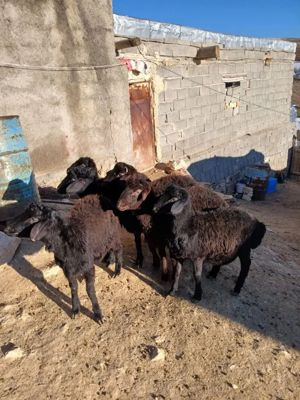 ۲۱۰۰۰۰۰۰|حیوانات مزرعه|زنجانرود, |دیوار