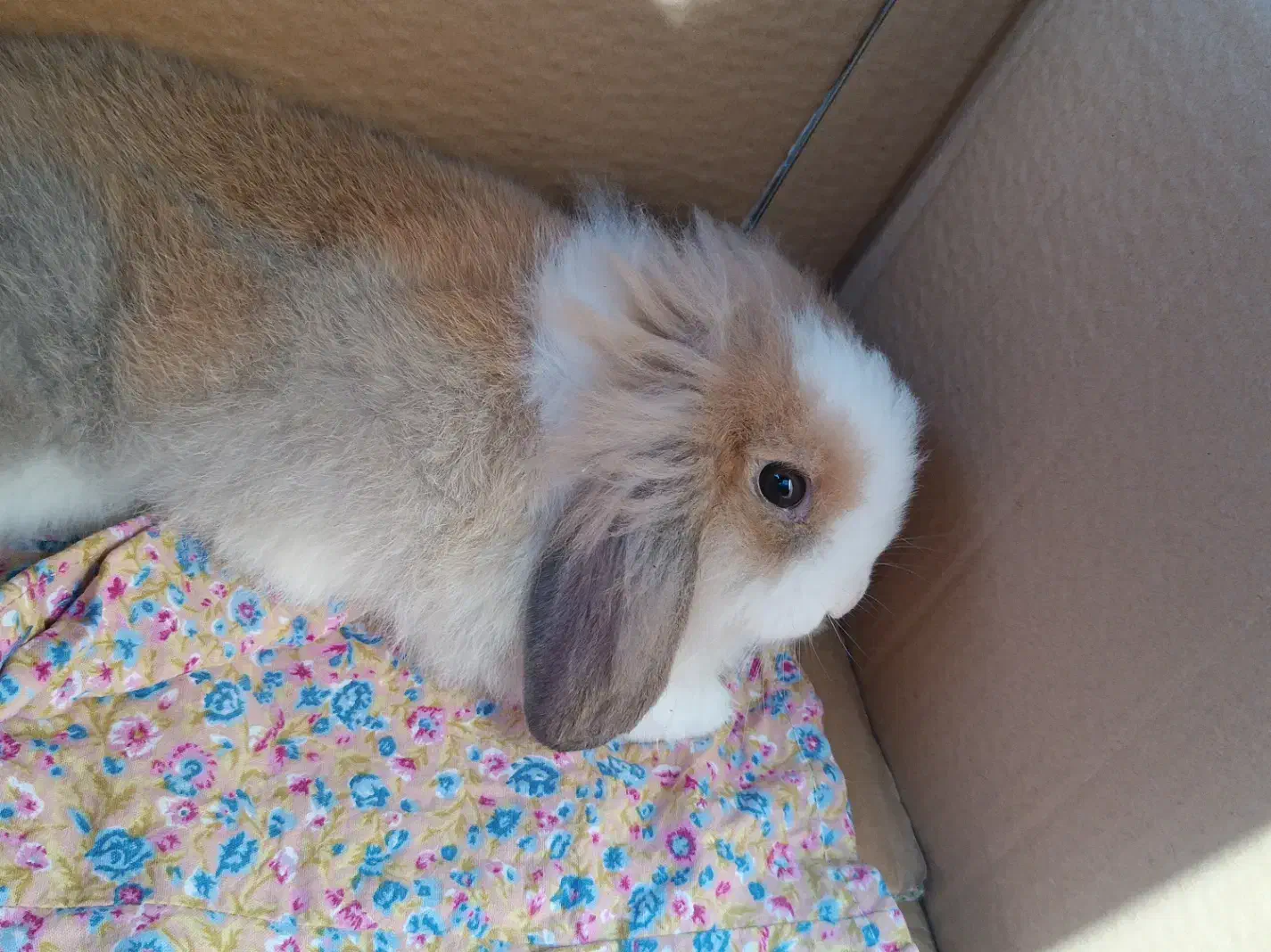 خرگوش لوپ|موش و خرگوش|لنگرود, |دیوار