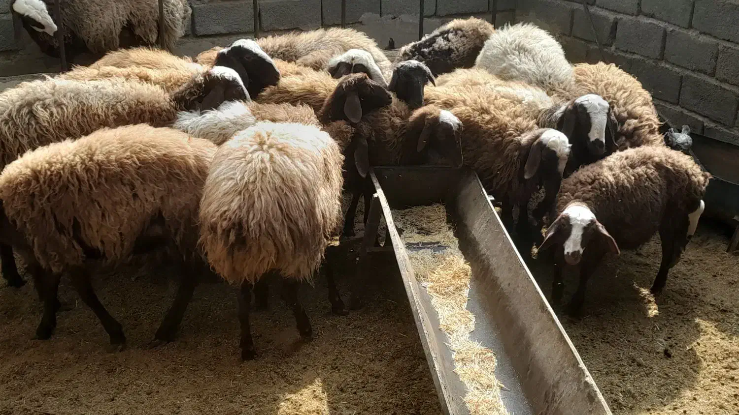 حیوانات|حیوانات مزرعه|فردوسیه, |دیوار