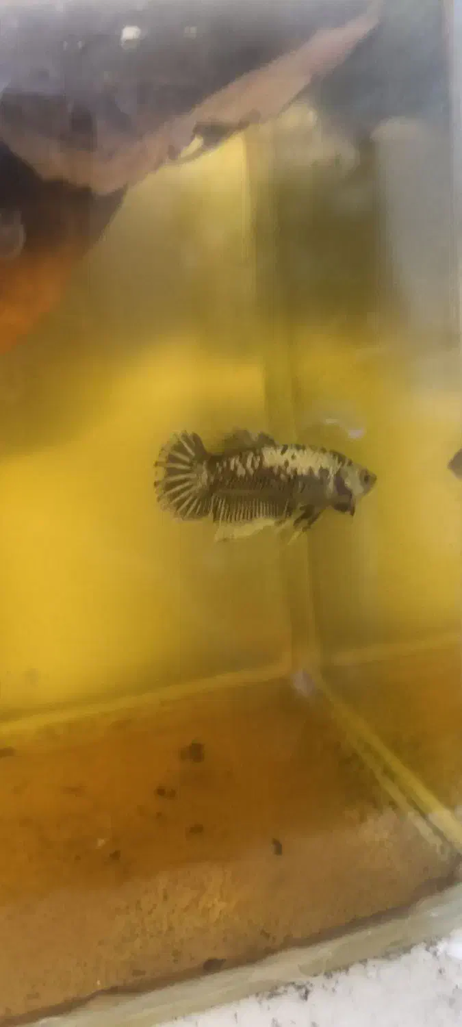 ماهی فایتر پلاکت|ماهی|تهران, جوادیه|دیوار