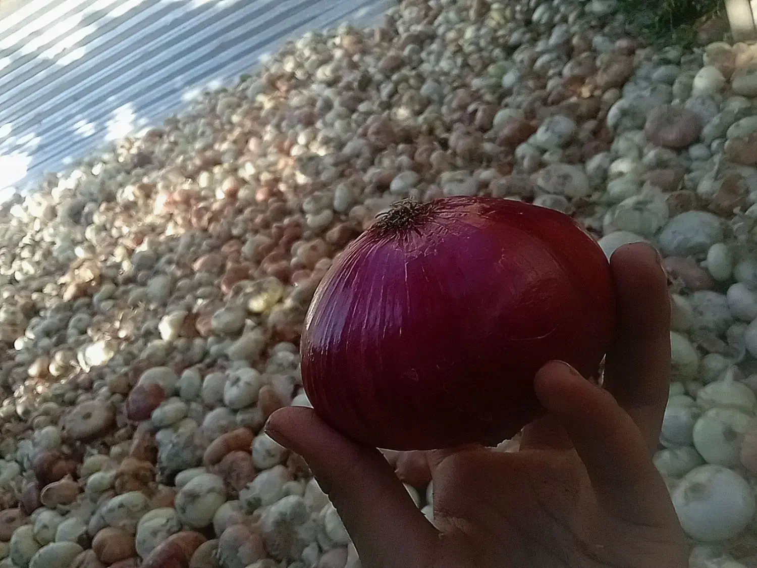 پیازسفیدوقرمزولایتی.|خوردنی و آشامیدنی|زاوه, |دیوار