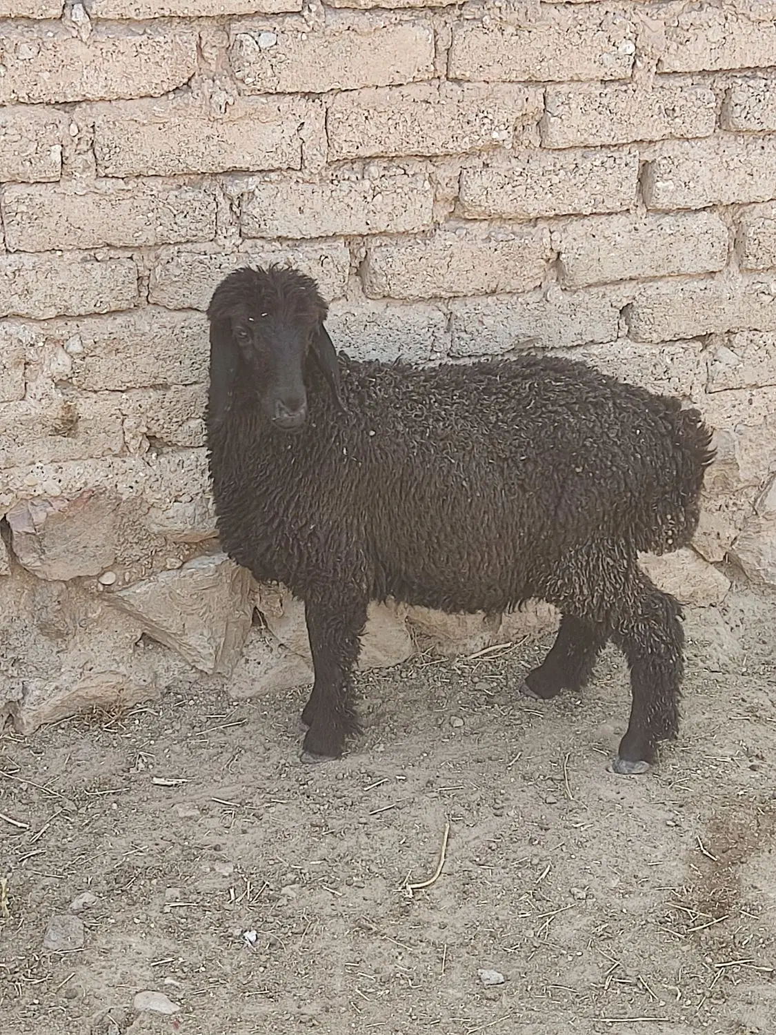 بره|حیوانات مزرعه|داراب, |دیوار