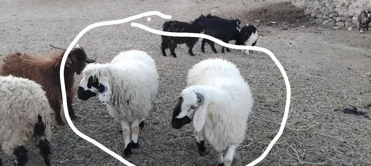 گوسفند زنده فروشی|حیوانات مزرعه|سربیشه, |دیوار