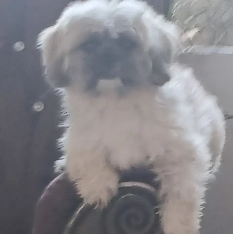 سگ شیتزوپیکینوا|سگ|بندر انزلی, ساحل قو|دیوار