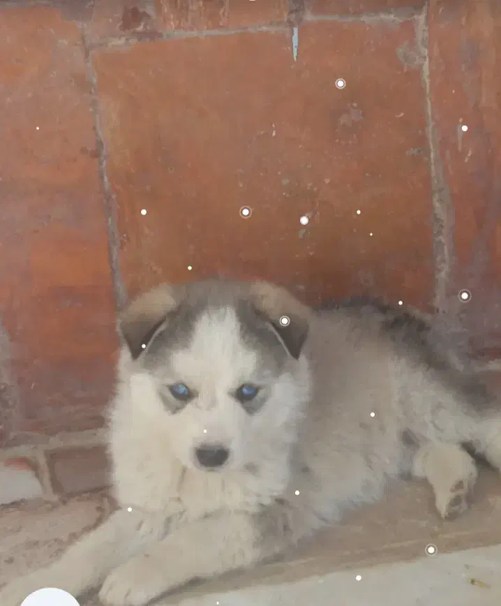 3000000000000|سگ|یاسوج, |دیوار