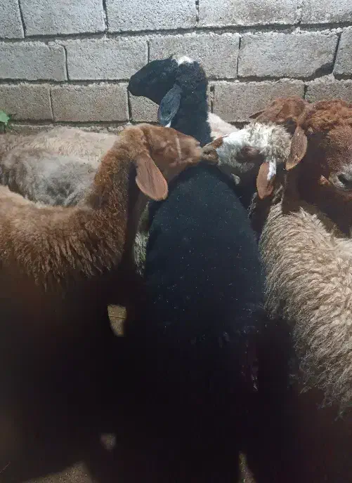 گوسفند .6راس میش جوان ابستن دو راس وره مار|حیوانات مزرعه|طبقده, |دیوار