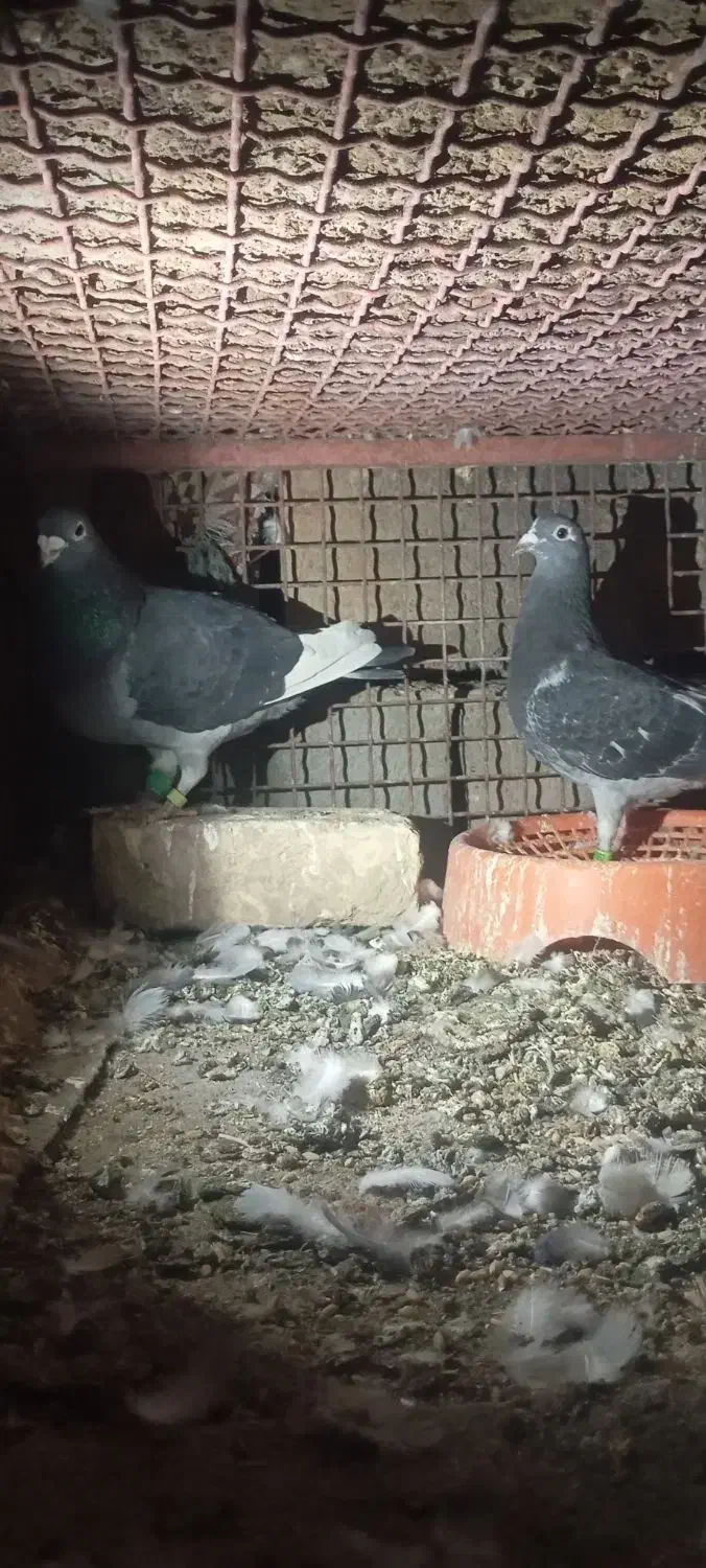 کبوتره جان آردن|پرنده|زابل, |دیوار