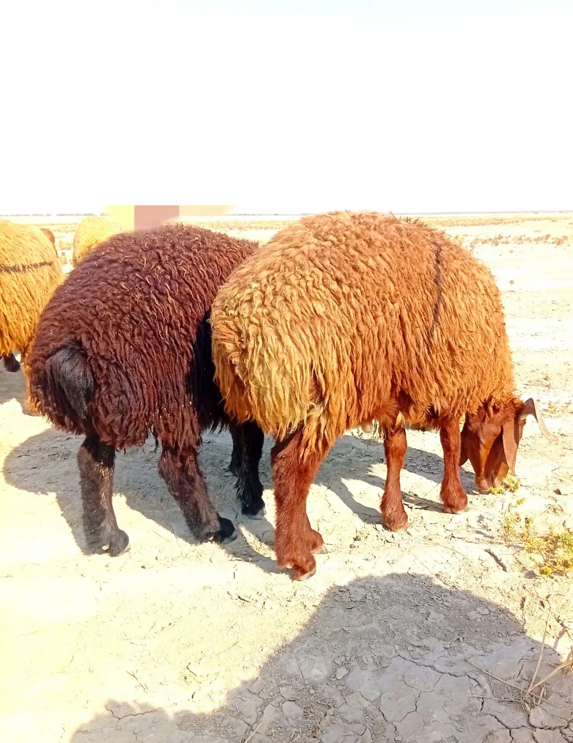بره|حیوانات مزرعه|بوشهر, |دیوار