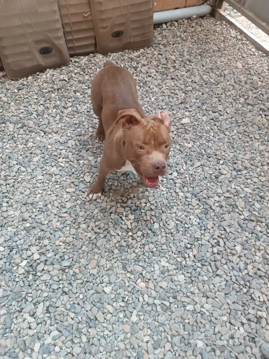 پیت بول|سگ|ساری, |دیوار