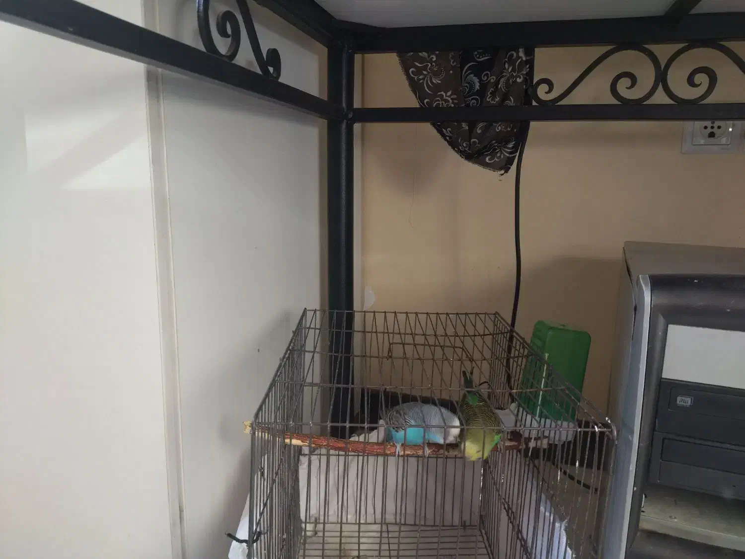 مرغ عشق|پرنده|قم, مسجد امام حسن|دیوار