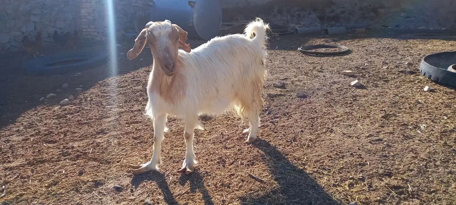 بز دوقلو زا|حیوانات مزرعه|اردکان, |دیوار