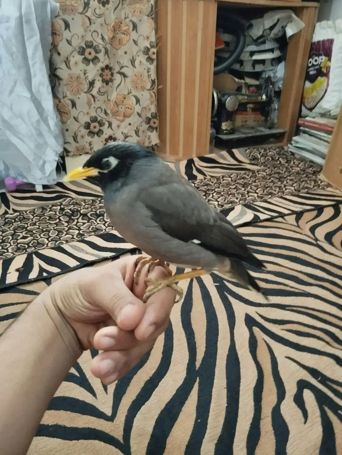 مرغ مینا|پرنده|بندر ماهشهر, |دیوار