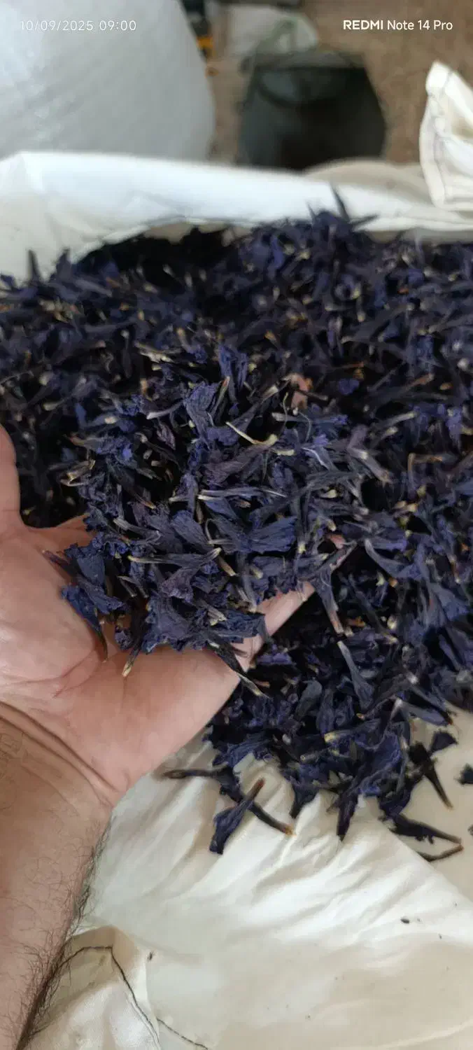 پخش عمده گل گاوزبان گلرنگ زعفران وگردنخل بهارنارنج|خوردنی و آشامیدنی|باغستان, |دیوار