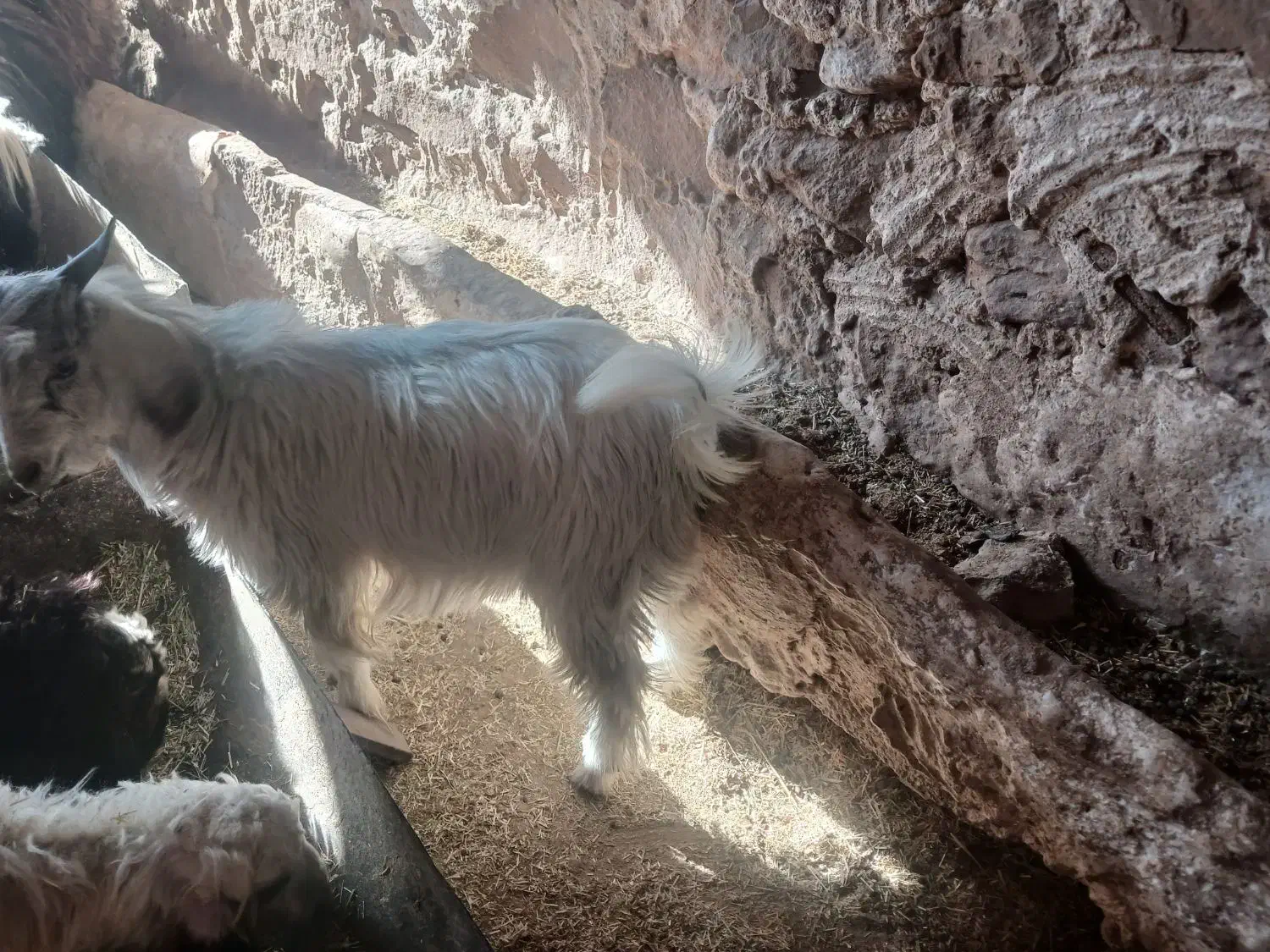 سه راس کهره نر|حیوانات مزرعه|دهدشت, |دیوار