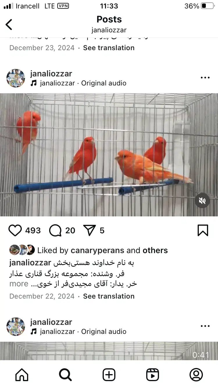 پرورش قناری فکتور|پرنده|خوی, |دیوار