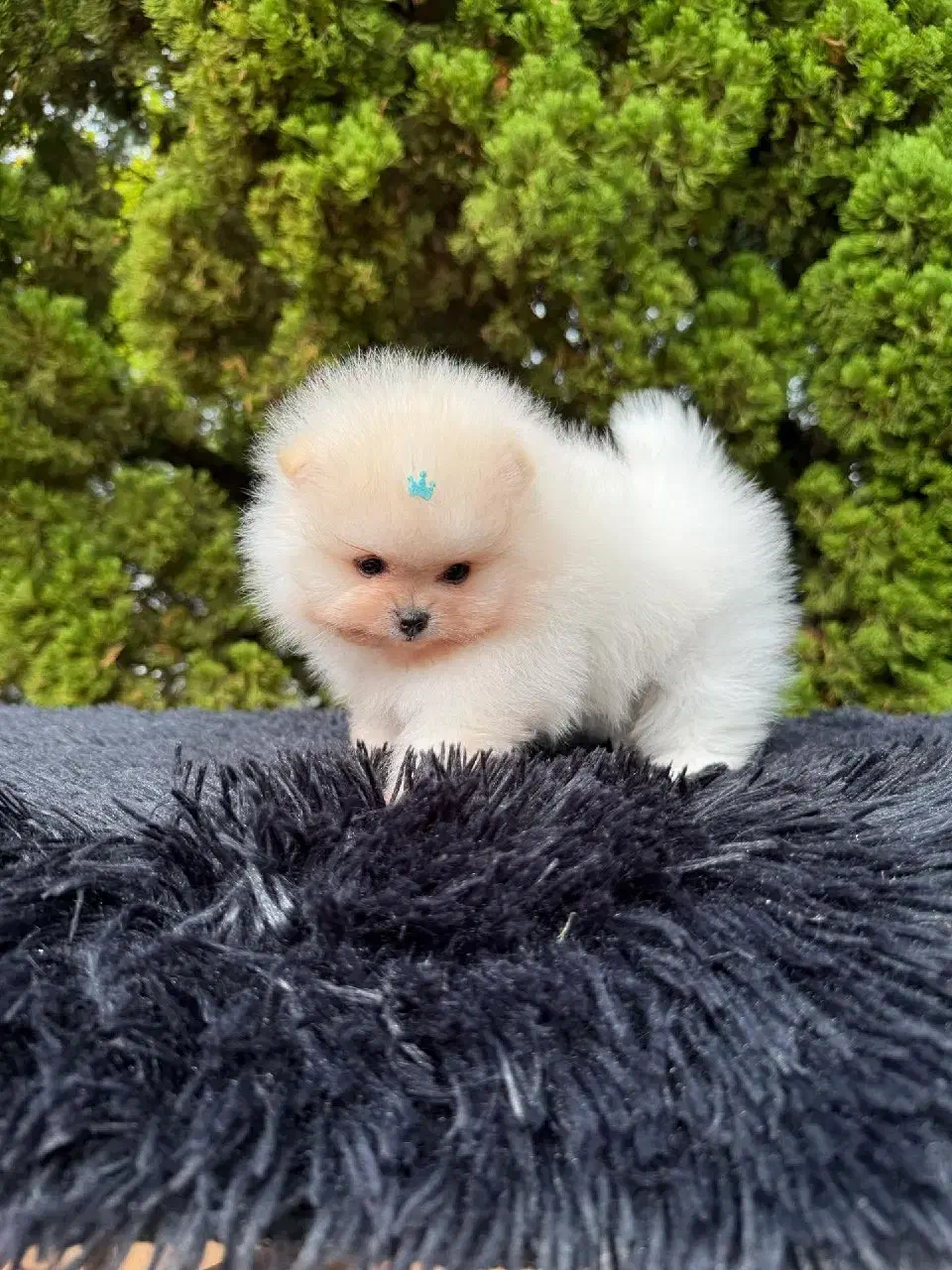 پامرانین عروسکی|سگ|تبریز, |دیوار