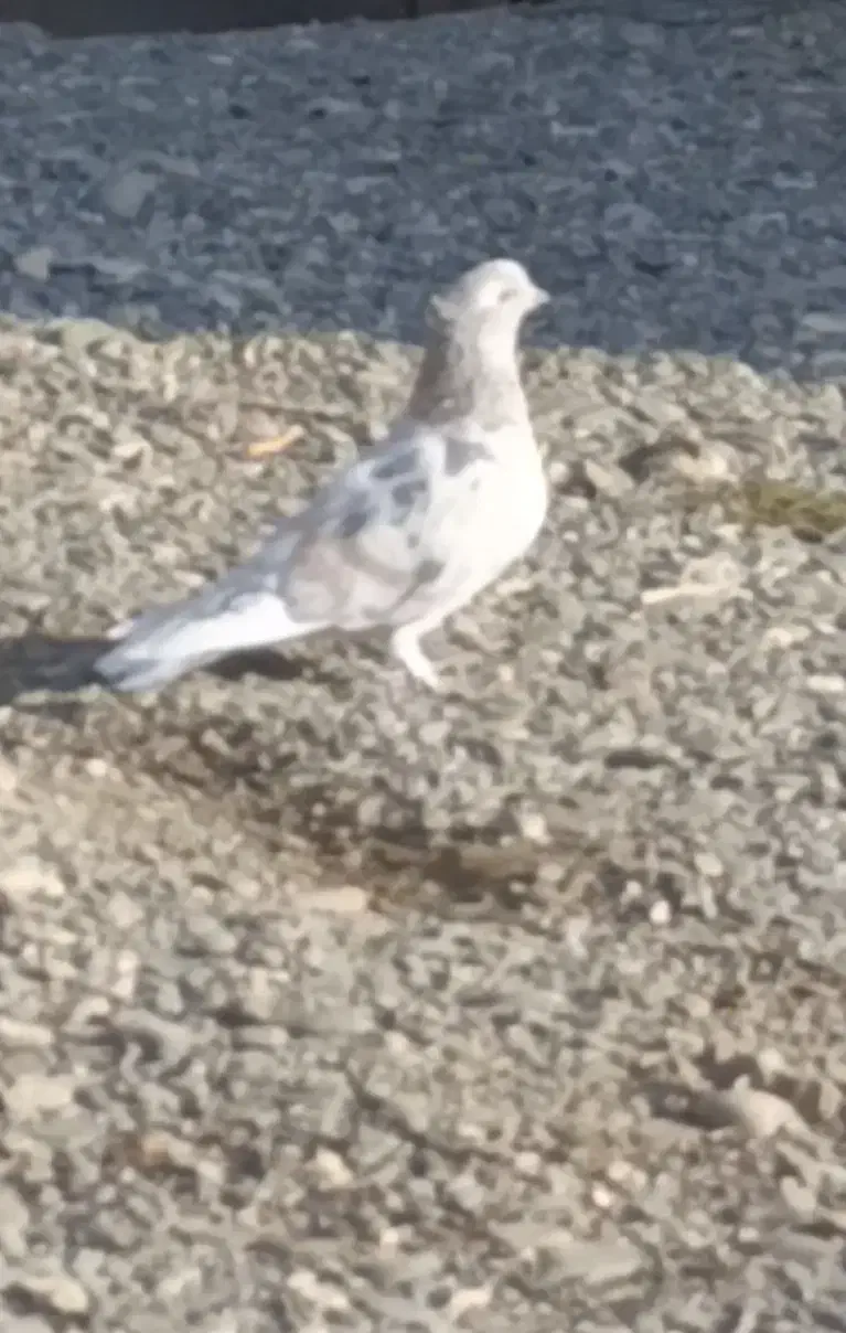 فروش پنج عدد ماده همگی ضمانتی|پرنده|اشنویه, |دیوار