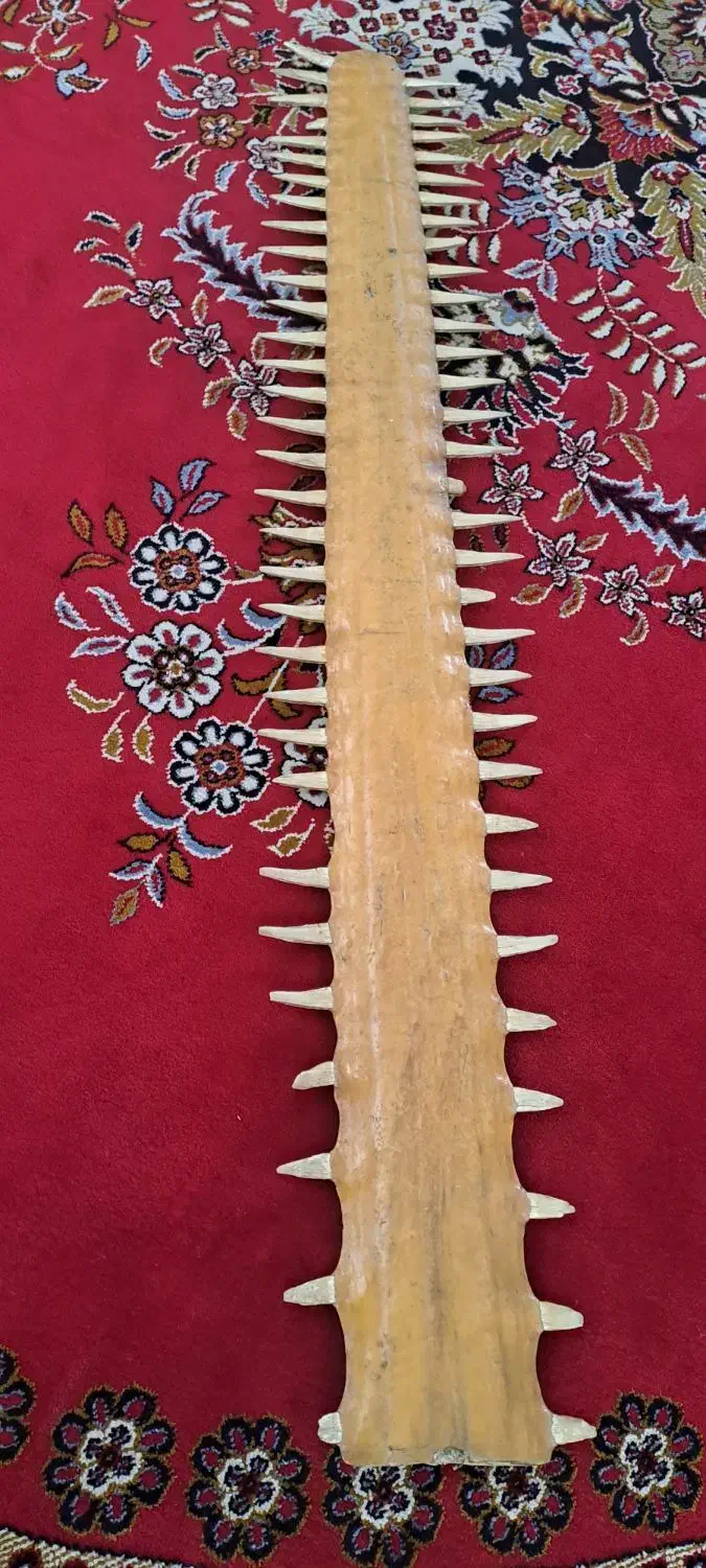 فک اره ماهی|کلکسیون اشیاء عتیقه|تهران, خاک سفید|دیوار