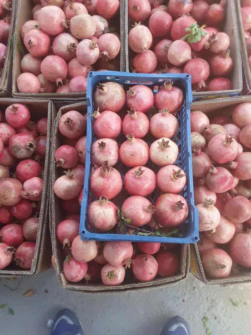 انار درجه ا|عمدهفروشی|فیروزآباد (فارس), |دیوار