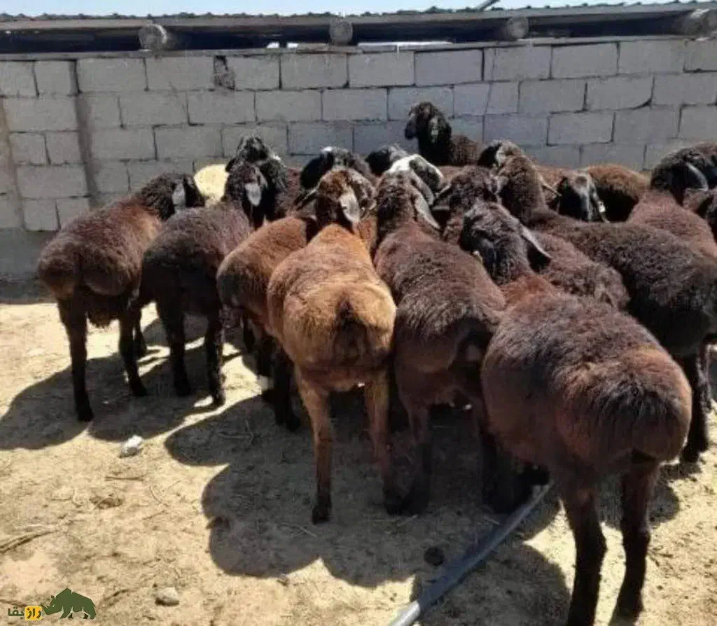 *فقط 3روز* فروش گوسفند تعاونی/نصفگوشت*خونی زنده|حیوانات مزرعه|مشهد, سپاد|دیوار