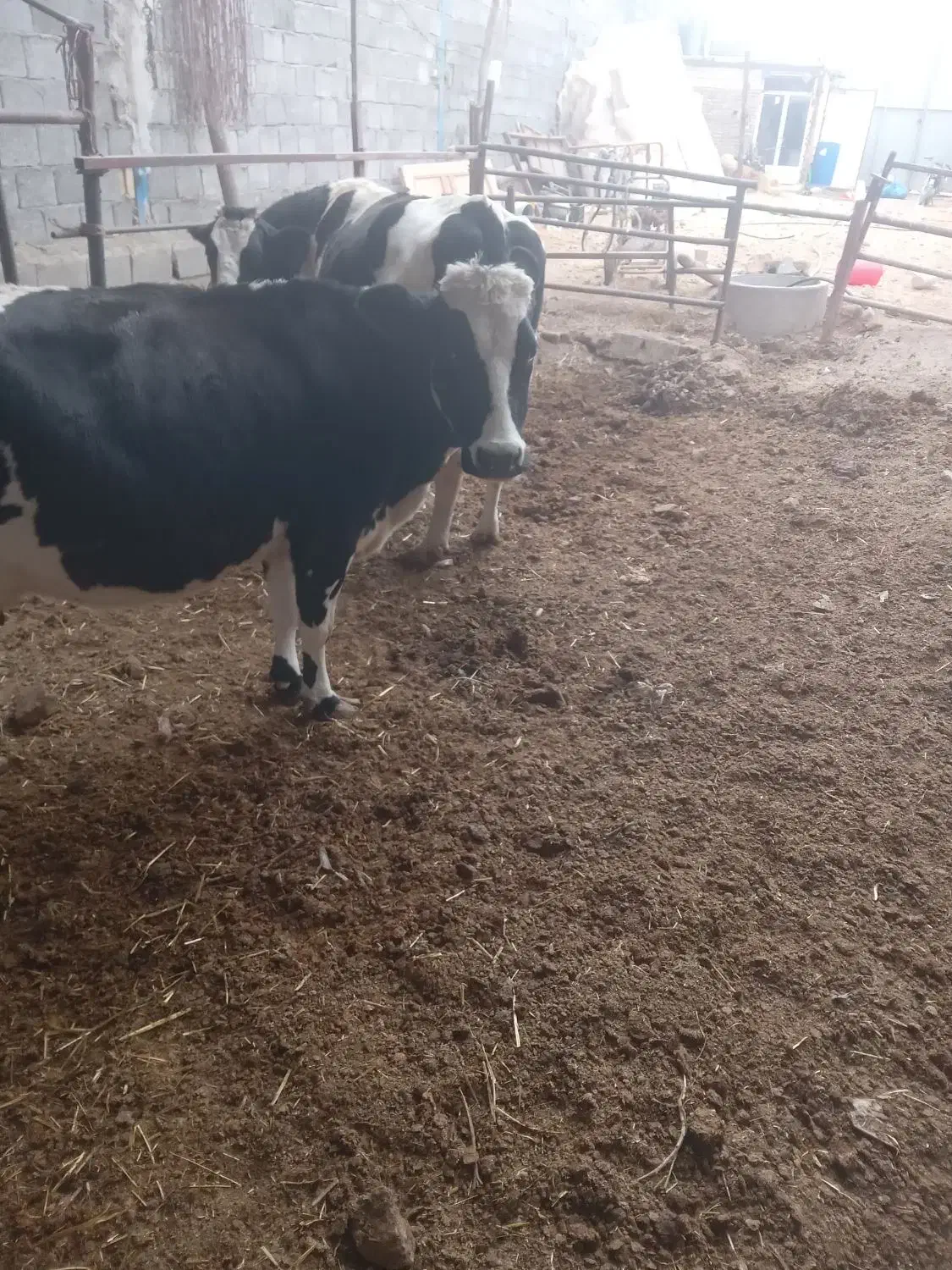 گوساله نر۲۵۰کیلو گاوشیری ارزون قیمت|حیوانات مزرعه|خمینی‌شهر, |دیوار