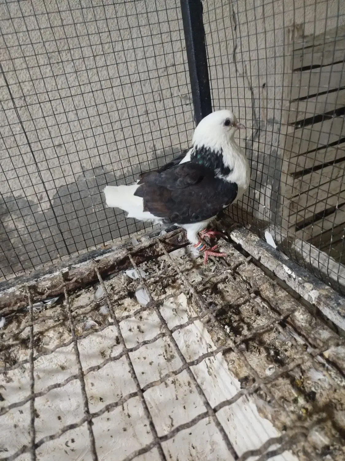 گمشده|حیوانات|بندرعباس, |دیوار