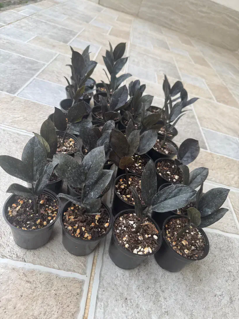 زاموفیلیا بلک|گل و گیاه طبیعی|پارس‌آباد, |دیوار