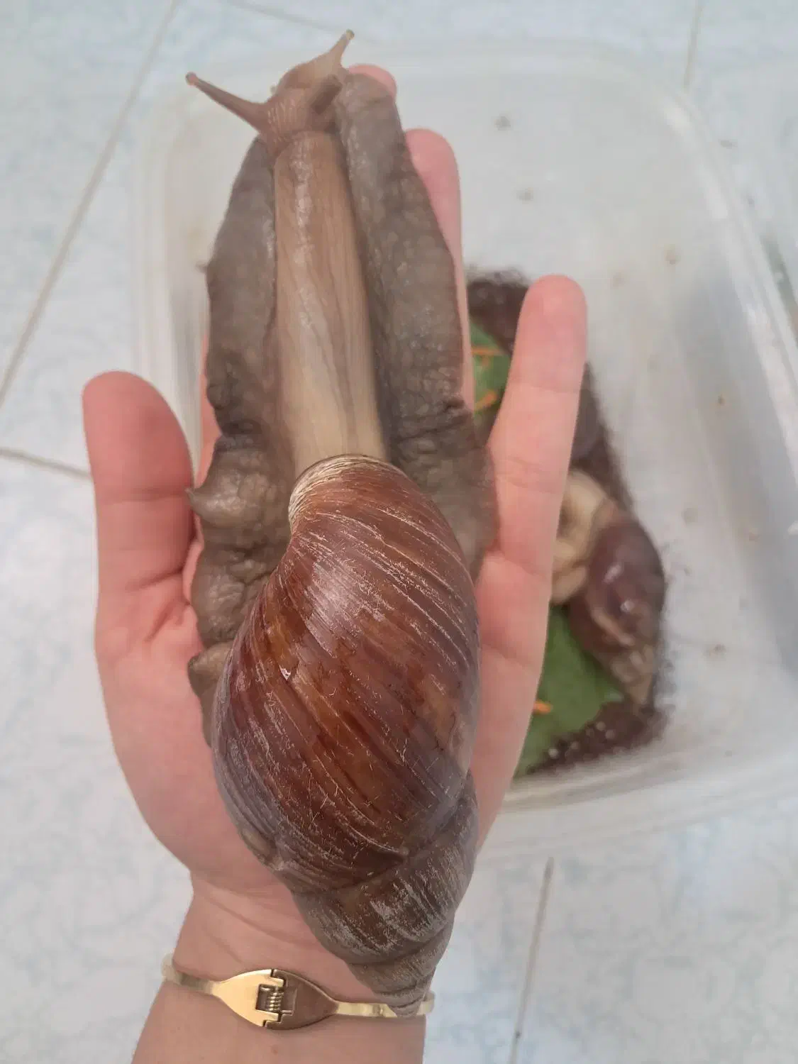 حلزون تخم گذار|خزنده|شیراز, شهرک والفجر|دیوار