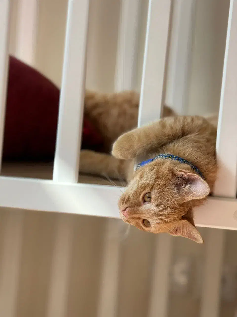 واگذاری گربه|گربه|اندیشه, اندیشه فاز ۴|دیوار