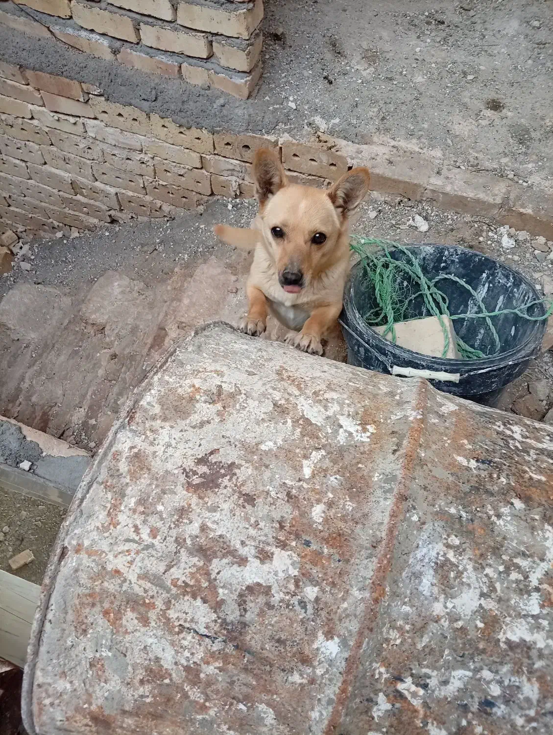 سگ.|سگ|تربت‌حیدریه, شهرک ولیعصر|دیوار