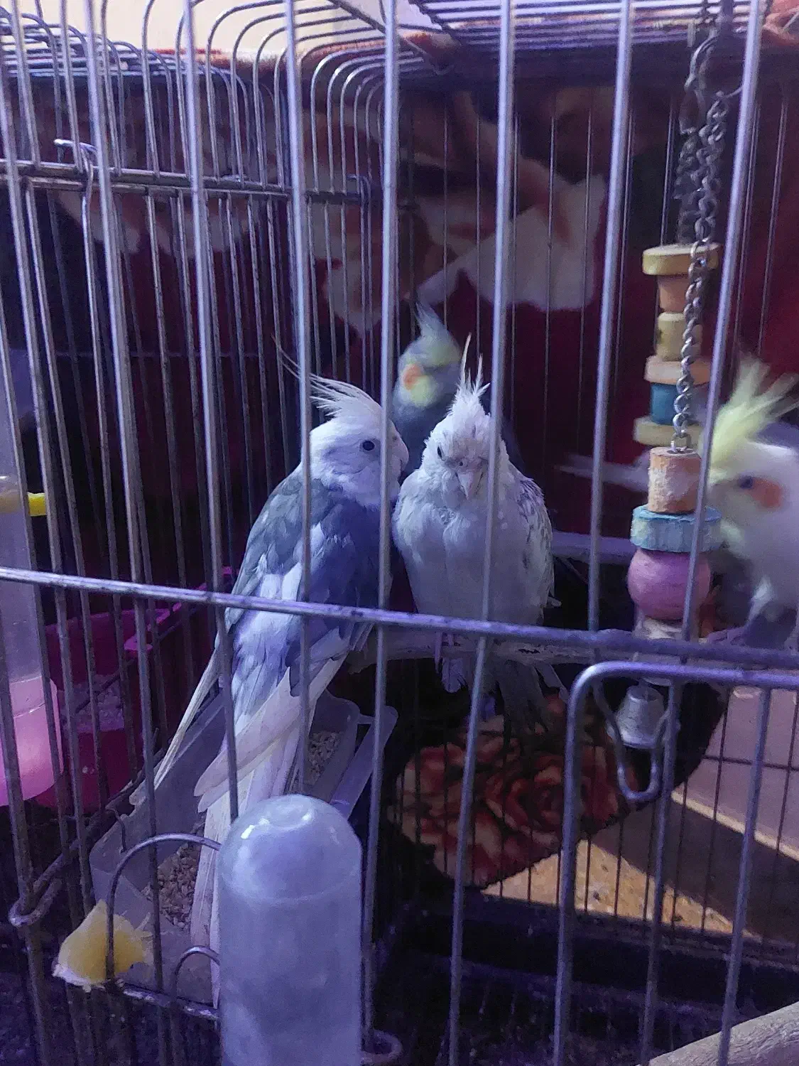 طوطی عروس و طوطی برزبلی|پرنده|رشت, پاره بیجار|دیوار