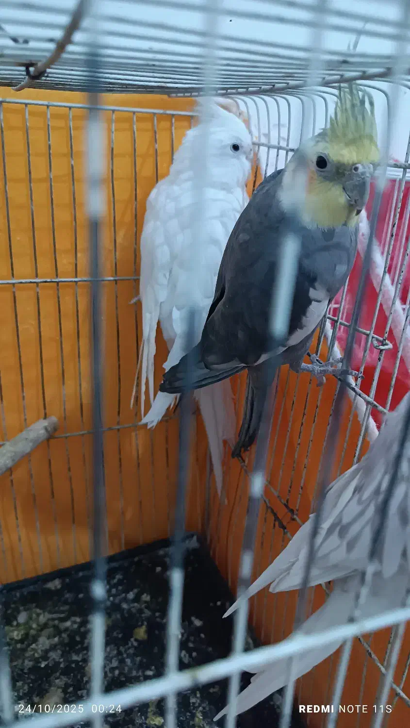 دو جفت عروس هلندی|پرنده|تربت‌حیدریه, یحیی آباد|دیوار