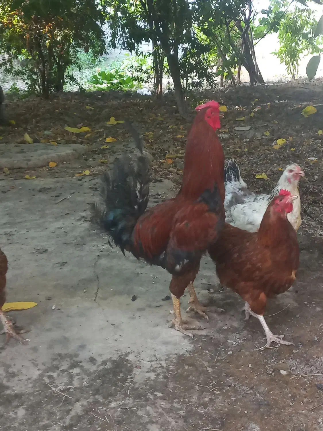 مرغ وخروس همراه مرغ عشق رایگان|حیوانات مزرعه|سنگدوین, |دیوار