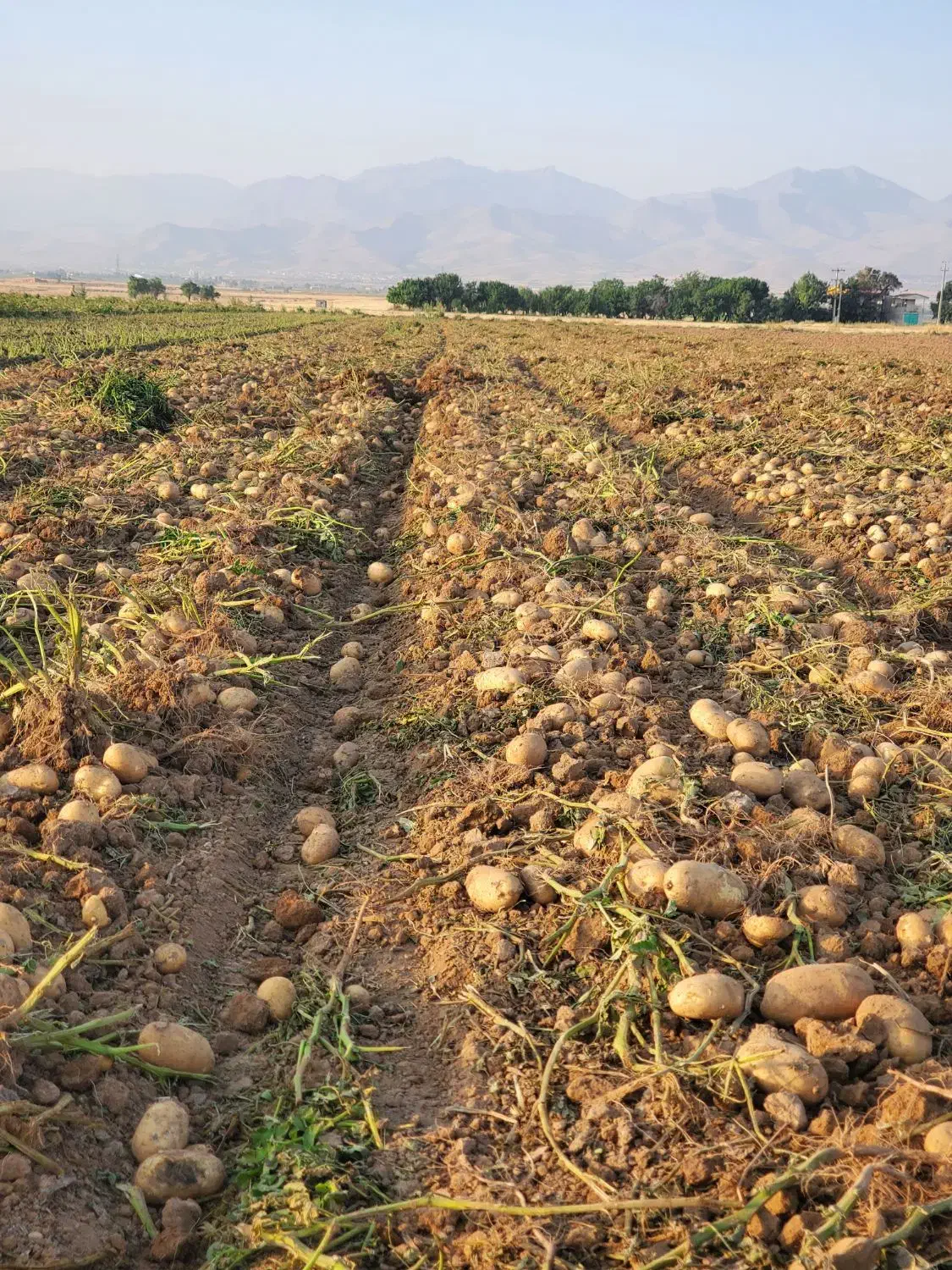 سیب زمینی بذری|عمدهفروشی|بهار, |دیوار