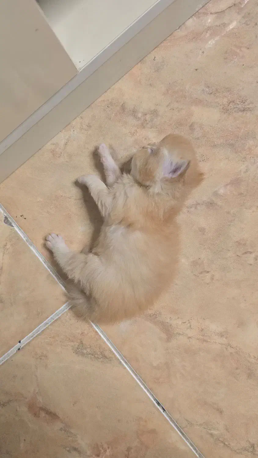 فروش پت|گربه|رشت, لاکان|دیوار